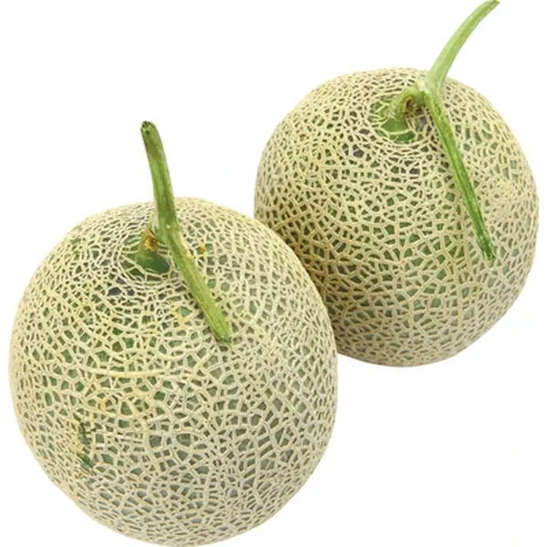 영암황토 메론